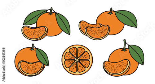 Mandarin Line art vector set
