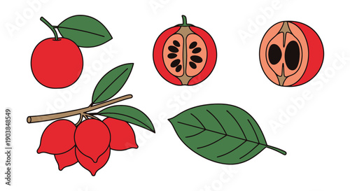 Miracle Fruit Line filed color creative design