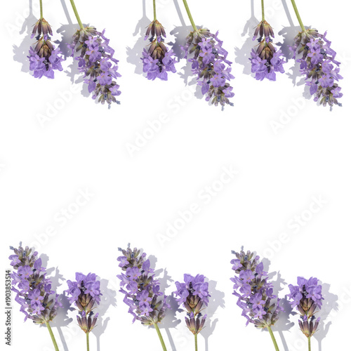 Lavender sprigs arranged on white background for a fresh botanical border design