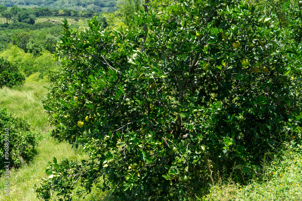 Fototapeta premium Full orange tree with ripe fruits in a sunny citrus orchard, sustainable fruit plantation field under a clear blue sky in a rural landscape.