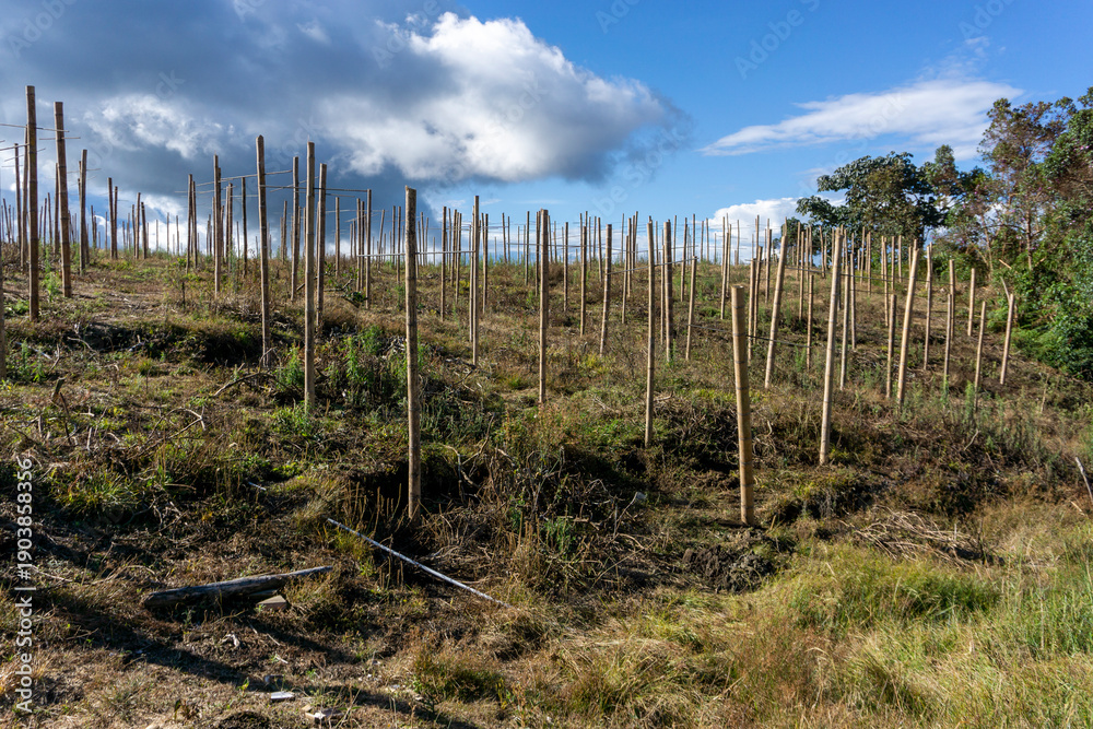 Fototapeta premium Agricultural bamboo trellis system for gulupa plants under a dramatic cloudy sky in a rural mountain region.