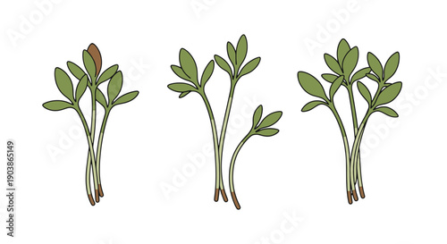 Cress Line art color clean design