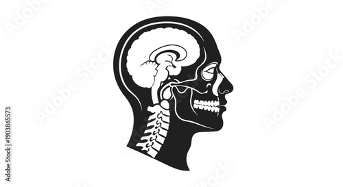Human Head Silhouette with Visible Brain and Spine Anatomy.