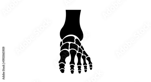 Human foot anatomy illustration with skeletal structure.