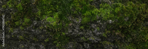 Close-up of a textured surface covered with green moss and small stones. The natural elements create a rich, organic appearance. banner
