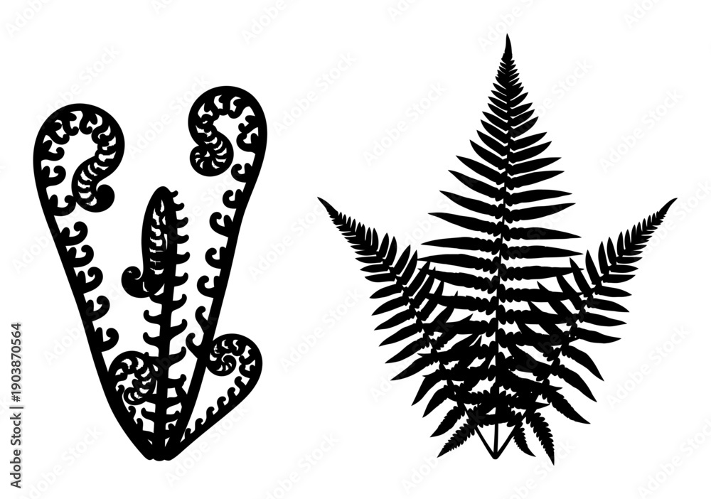 Obraz premium Resurrection Fern Illustration - Dry & Wet Contrast