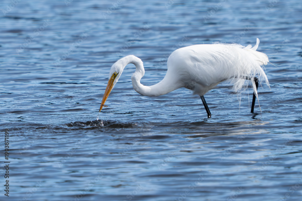 Fototapeta premium Snowy Egret with Fish in its mouth in body of water