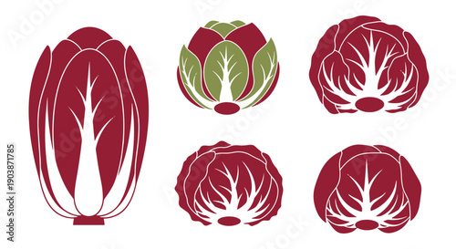 Radicchio Line art color filled design
