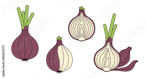 Tablou pe pânză Shallot Line art color clean design