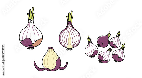 Shallot Line art digital illustration