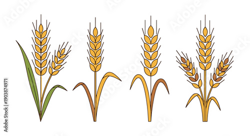 Wheat Line art luxury color outline design