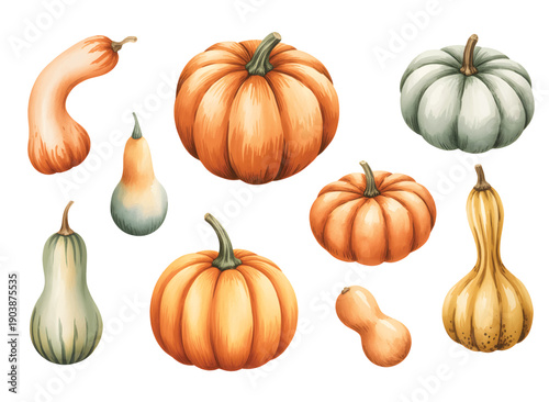 Assorted pumpkins and squash watercolor set isolated on white. Autumn pumpkin watercolor elements for seasonal and holiday design.