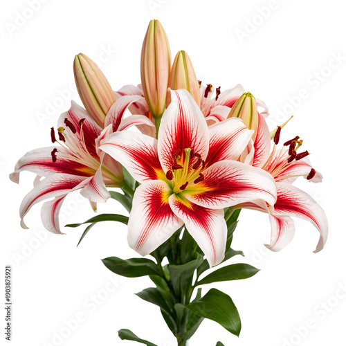 Bright Lilies Bloom With Red and White Petals in a Simple Arrangement on a Wh...