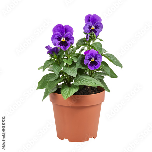 Purple Flowers Grow in a Pot on a White Background With Green Leaves and a Br...