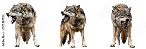 Canvastavla Grey Wolf Canis Lupus growling and aggressive isolated on white background, set