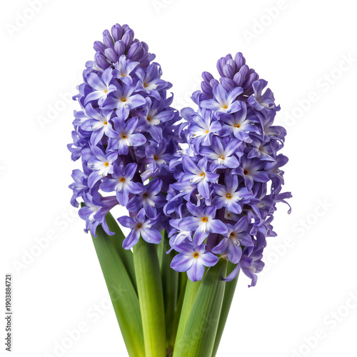 Purple Flowers Bloom in a Garden During a Sunny Spring Day With Green Leaves