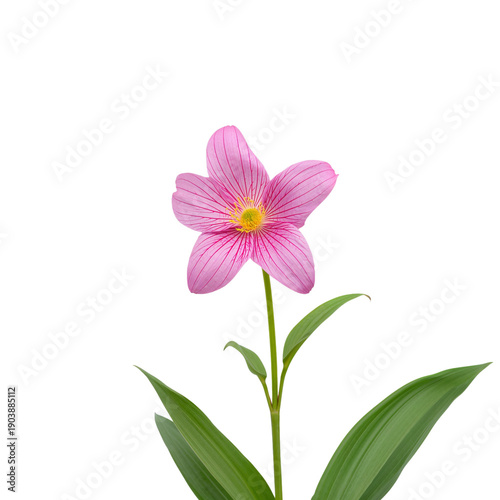 Pink Flower With Thin Petals and Green Leaves on a White Background During Da...