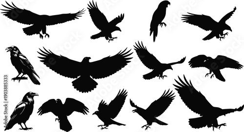 Bird, silhouette, flying, perched, wings, crow, raven, flight, animal, wildlife, nature, posture, spread, motion, black, icon, illustration, design, concept, behavior