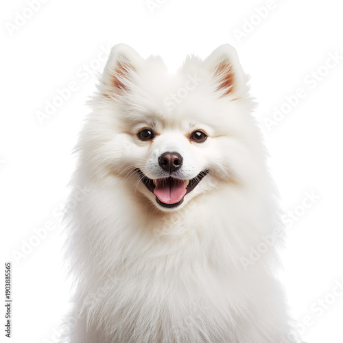 White Dog Sits Quietly in a Studio Space During a Photoshoot With Bright Ligh...