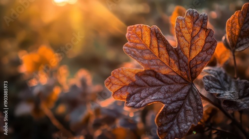 Shriveled leathery leaves of a desert plant with sunlight filtering through the autumn foliage