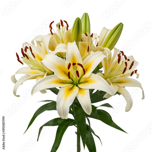 Beautiful White Lilies in a Simple Arrangement on a Clean Background