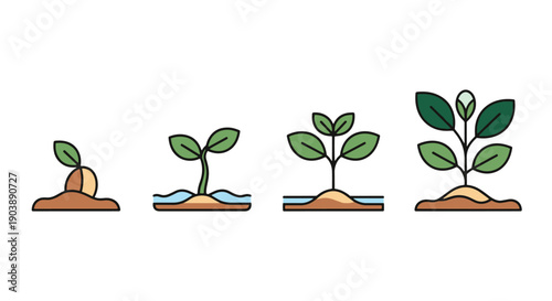 Plant Growth Stages filed color illustration