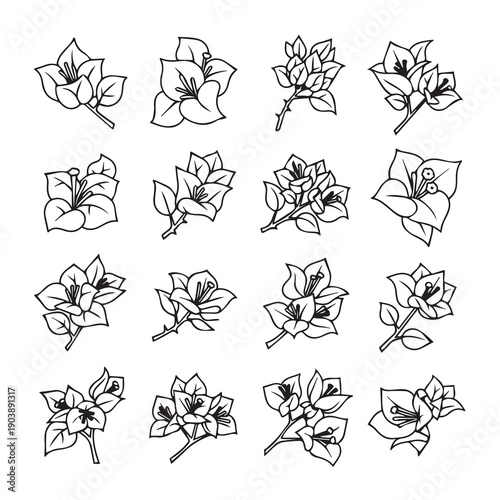 Bougainvillea Flower Line Art Collection - Isolated Botanical Illustrations