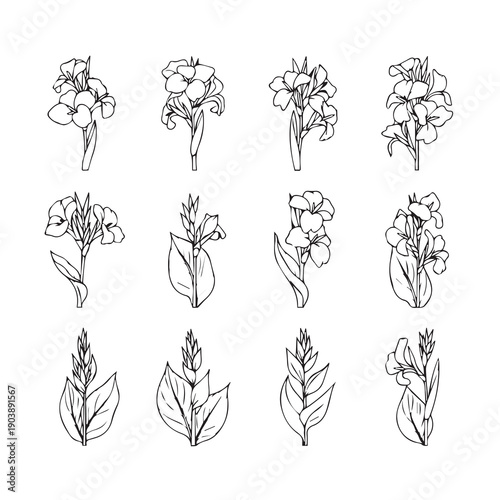 Canna Lily Flower Line Art Collection Vector Set