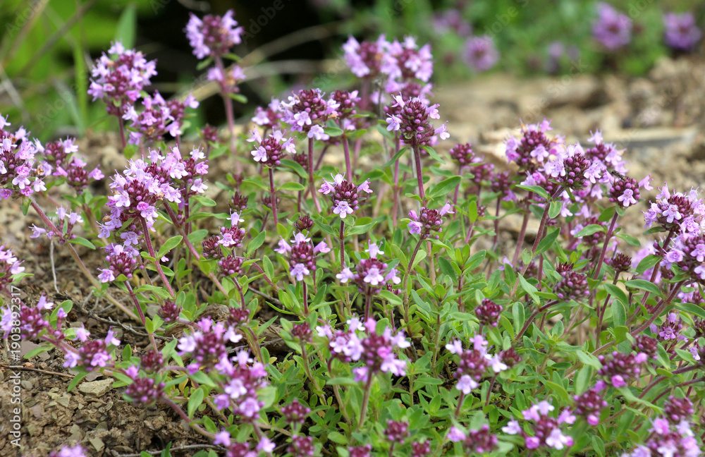 Obraz premium Thyme (Thymus serpyllum) blooms in nature