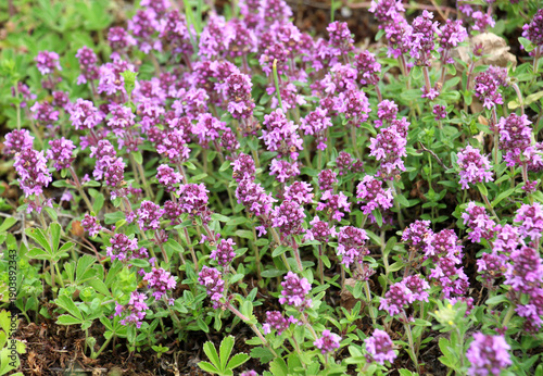 Thyme (Thymus serpyllum) blooms in nature