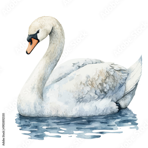 Swan, illustration watercolor with playful splashes and delicate line details, isolated on a white background.