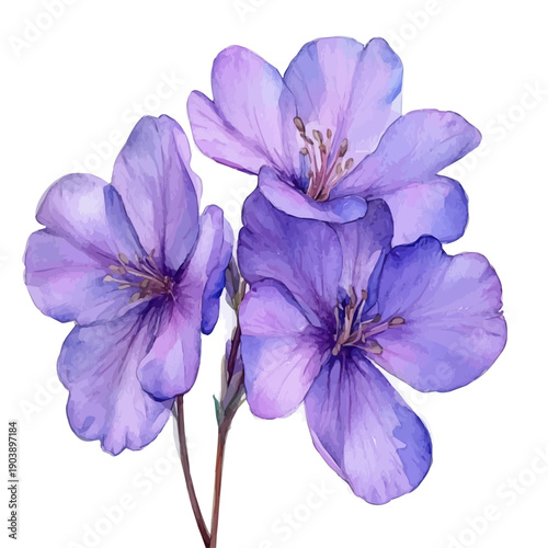 Spring Flowers, watercolor drawing vector, isolated on a white background.
