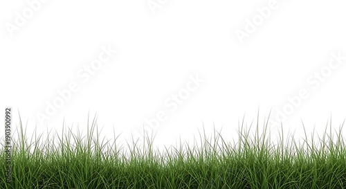 Green Grass Border on White Background, Nature, Lawn, Spring