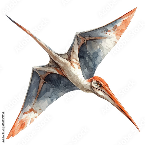 watercolor of Pteranodon, isolated on a white background.