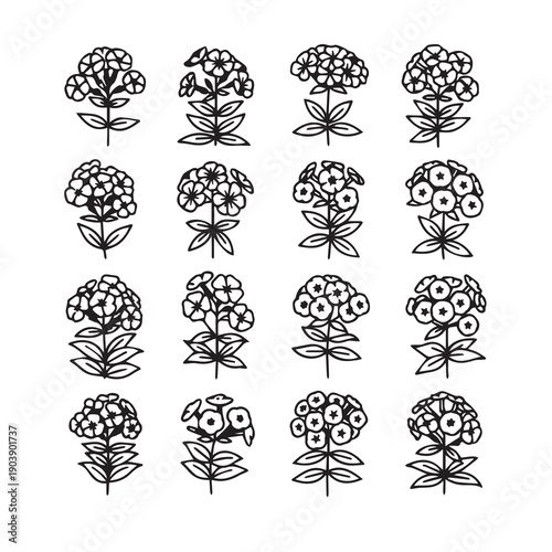Collection of Phlox Flower Line Drawings Isolated on White Background