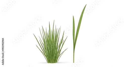 Green Grass Isolated on White Background, Nature, Spring, Summer