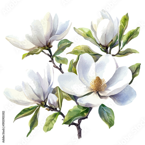 watercolor of Magnolia Flowers Sunny Day, vector, isolated on a white background.