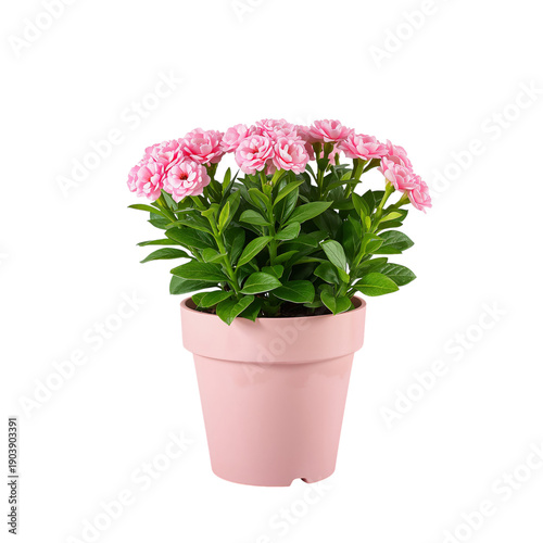 Potted Pink Roses on a White Background in a Simple Blue Pot