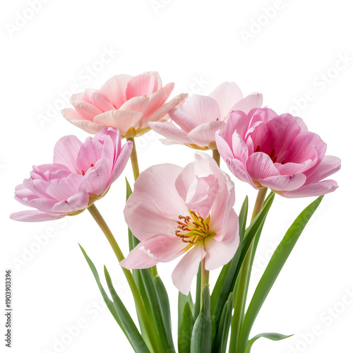 Fresh Pink Flowers Arranged With Green Stems on White Background for a Bright...