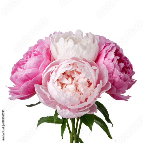 Bright Pink Peonies Arranged on a Single Stem With Green Leaves in a Simple S...