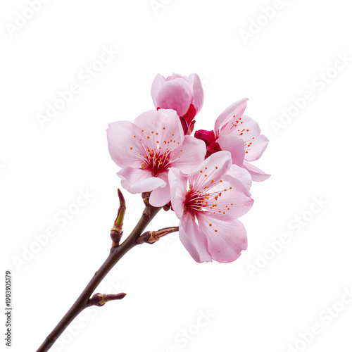 Cherry Blossoms Bloom on a Branch Against a White Background During Spring Se...