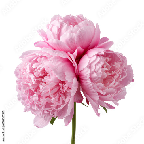 Two Pink Peony Flowers on a Green Stem With Leaves Against a Plain Background