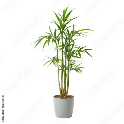 Indoor Plant With Green Leaves in a Brown Pot Placed on a White Surface in a ...