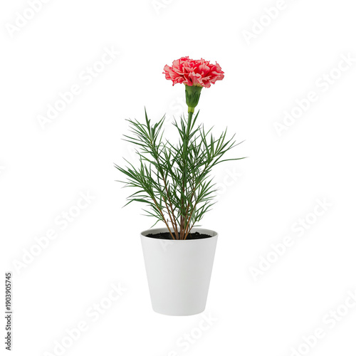 Carnation Flower Plant in White Pot With Green Leaves on Display in Bright In...