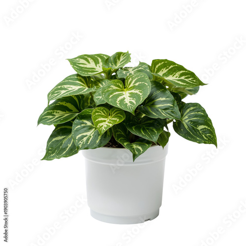 Green Plant With Striped Leaves in a Black Pot Located Indoors