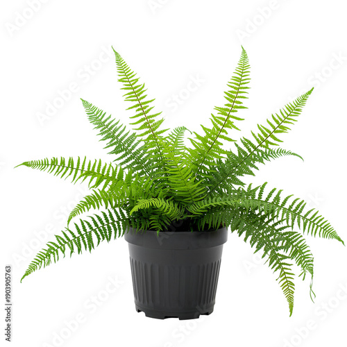 Fern Plant in a Black Pot Placed on a White Background in a Bright Setting
