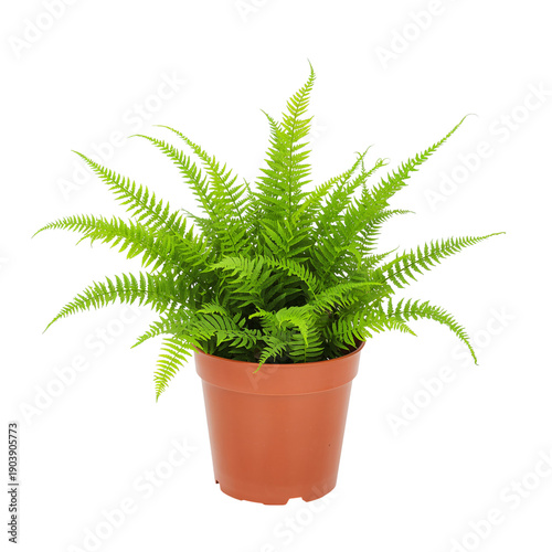 Fern Plant in a Black Pot Placed on a White Background in a Bright Setting