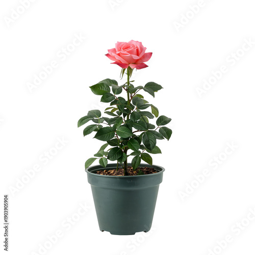 Red Rose Plant Growing in a White Pot With Green Leaves and Brown Soil on Cle...
