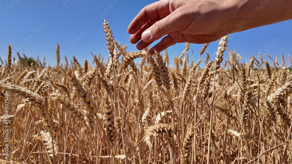 Obraz premium Man touching fresh wheat on the farm.