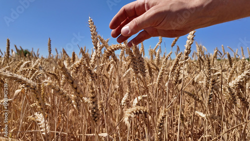 Bilde på lerret Man touching fresh wheat on the farm.